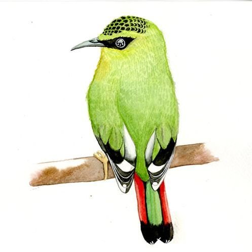 Green bee-eater bird