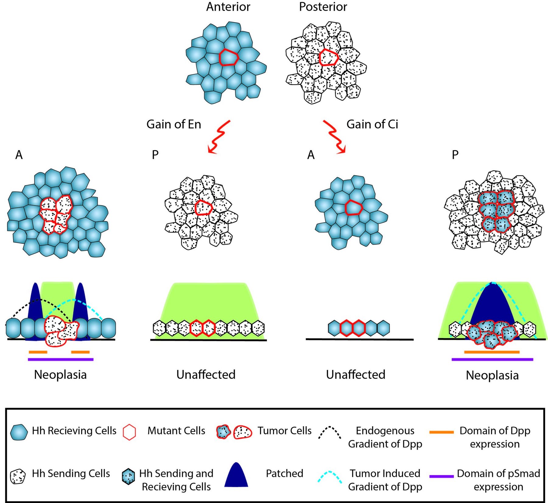 Diagram of molecular gradients in tumour tissue